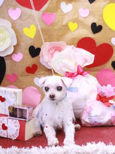 20230211ハチくん